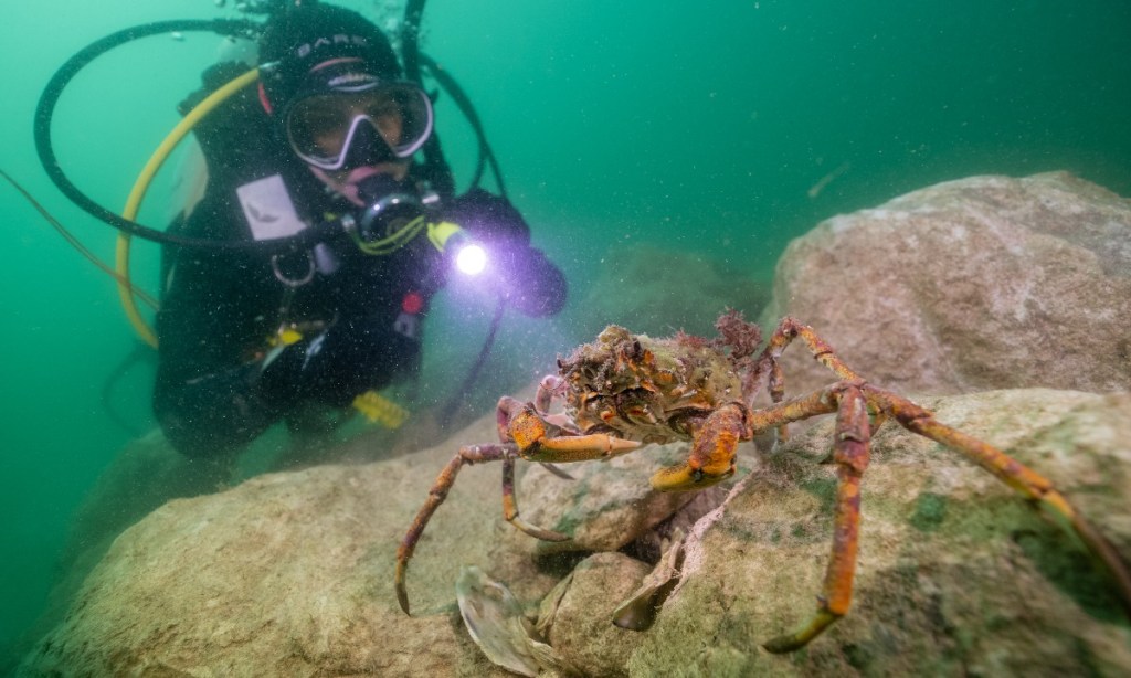 Thumbnail for KI oyster reef restoration plan to go global