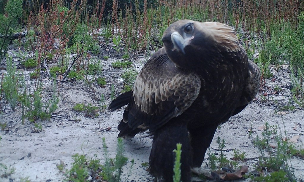 An inquisitive wedge-tailed eagle on Kangaroo Island. Photo: Kangaroo Island Landscape Board