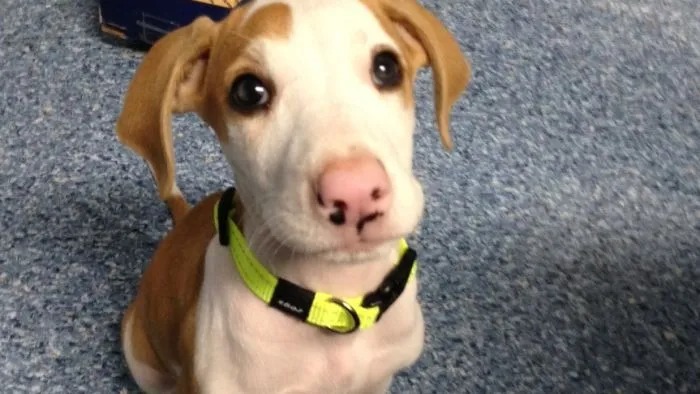 Thumbnail for Renters’ right to have pets to be reviewed