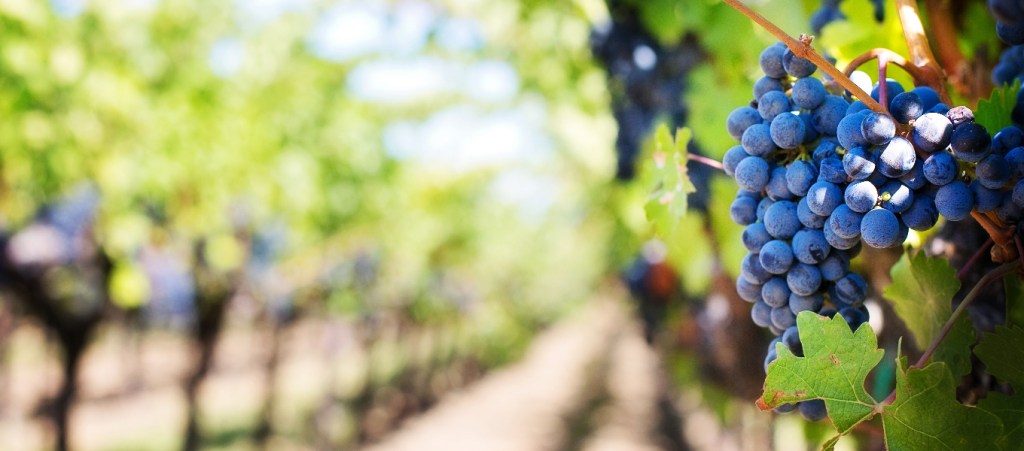 Australian Vintage has flagged a major deterioration of anticipated full year earnings. Photo: Pexels.