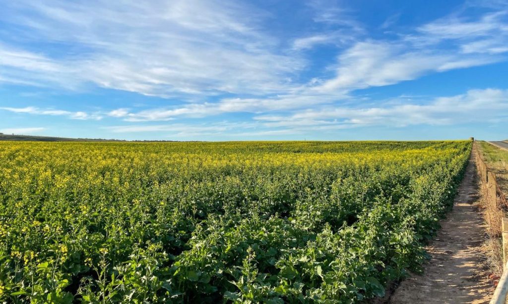 Thumbnail for Vote for the state’s 2023 Agricultural Town of the Year