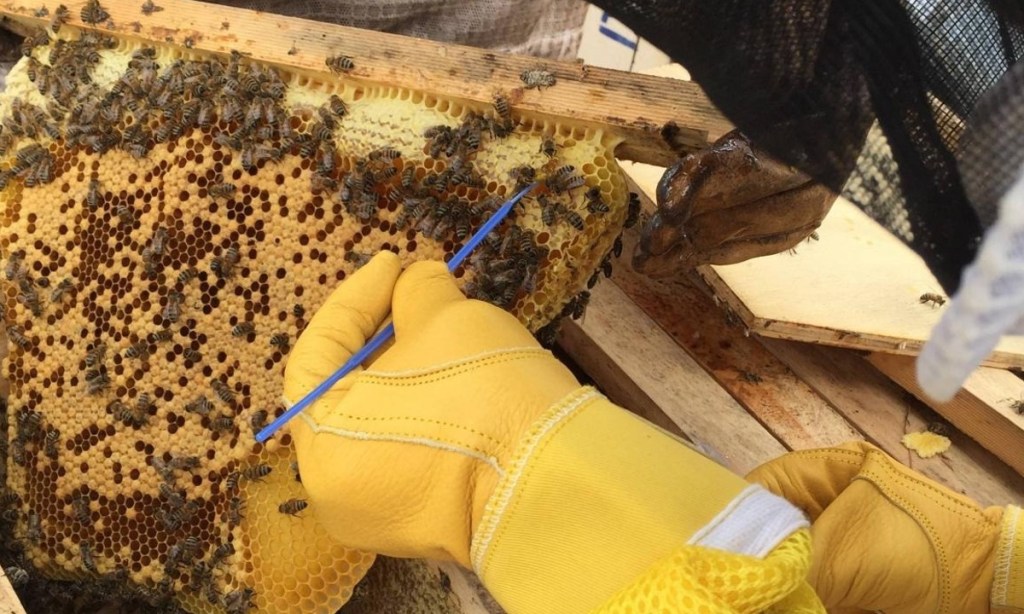 Samples taken from Kangaroo Island beehives in 2019 before the devastating bushfires have yielded new species of lactic acid bacteria that could be used in the fermentation.