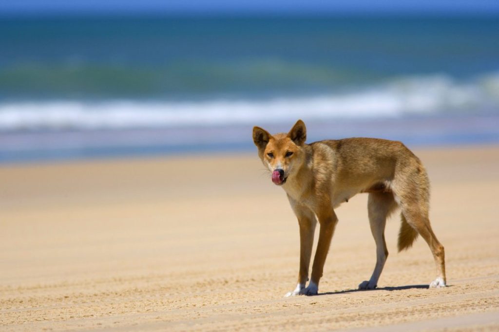 Thumbnail for Four dingoes attack woman