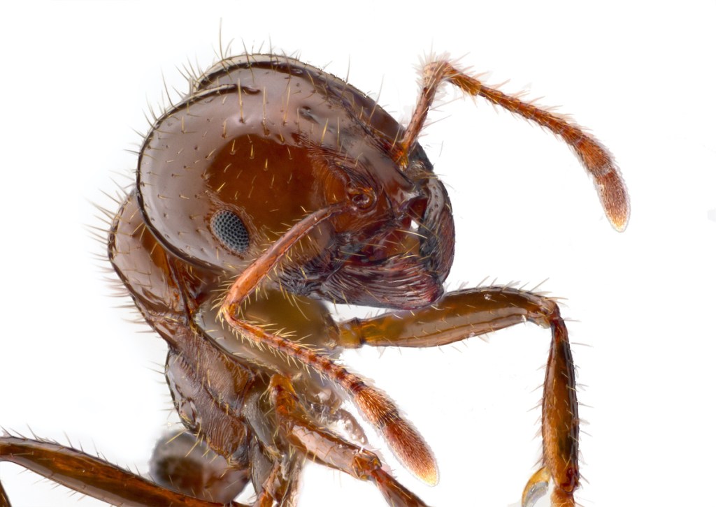Thumbnail for Fire ant border check call