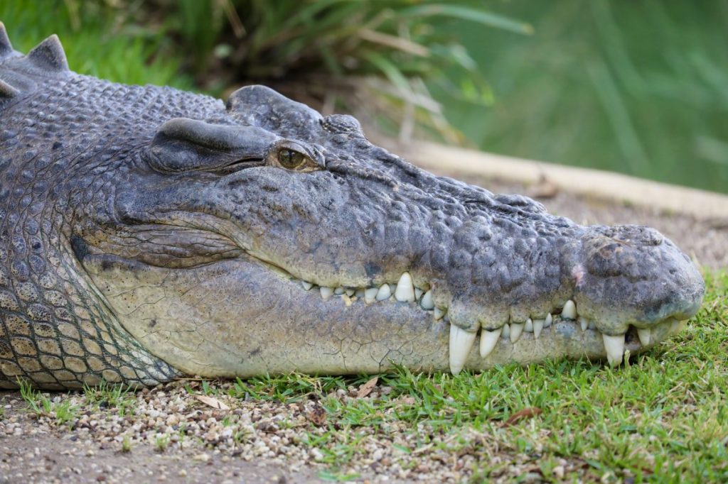 Thumbnail for Croc attacks swimmer at NT waterhole