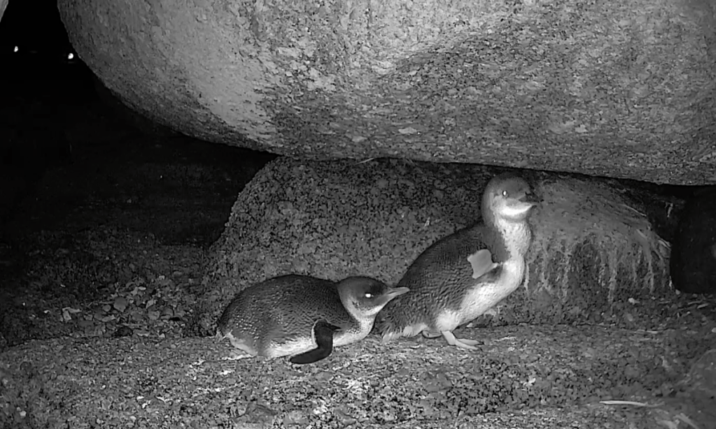 Thumbnail for Hi-tech help for Granite Island’s little penguins