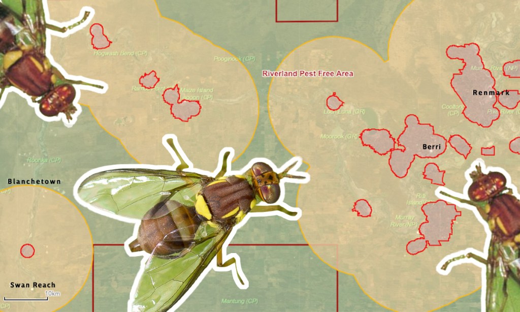Thumbnail for Fruit fly ‘red zones’ spiralling in Riverland