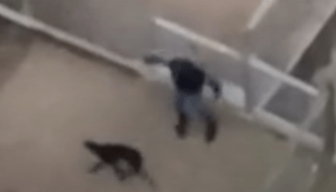 A still from video showing greyhounds being kicked and mistreated. Supplied: Ten News