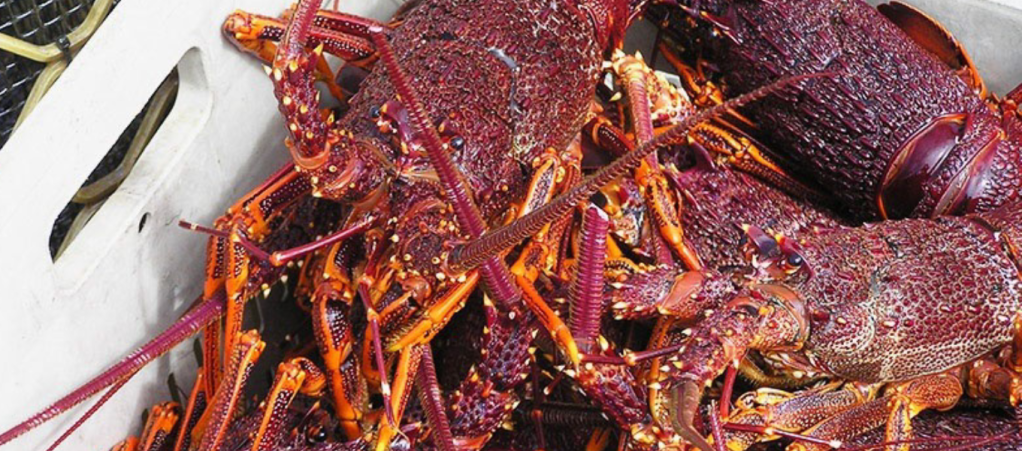 Thumbnail for Pot design a game changer for rock lobster industry