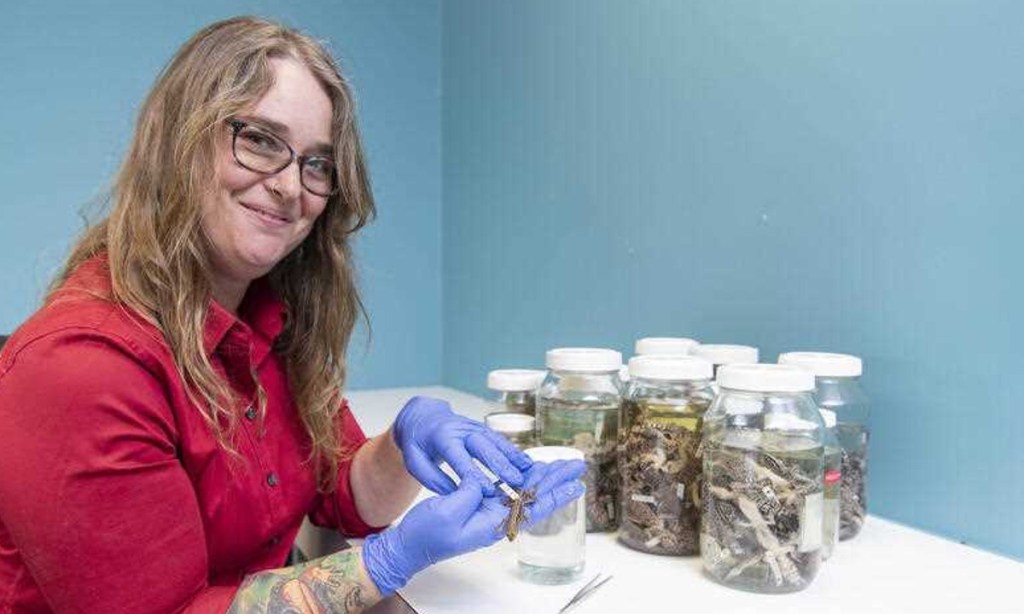 Dr Danielle Edwards from the Museum and Art Gallery of the Northern Territory with the Ctenophorus ibiri lizard found on the Eyre Peninsula. Photo AAP Image/Supplied by Museum & Art Gallery of the NT, Mark Sherwood