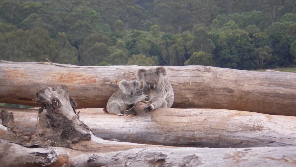 SA tops national trees scorecard. A koala mother and joey seeking refuge on a bulldozed log pile near Kin Kin in Queensland. Photo: WWF Australia.