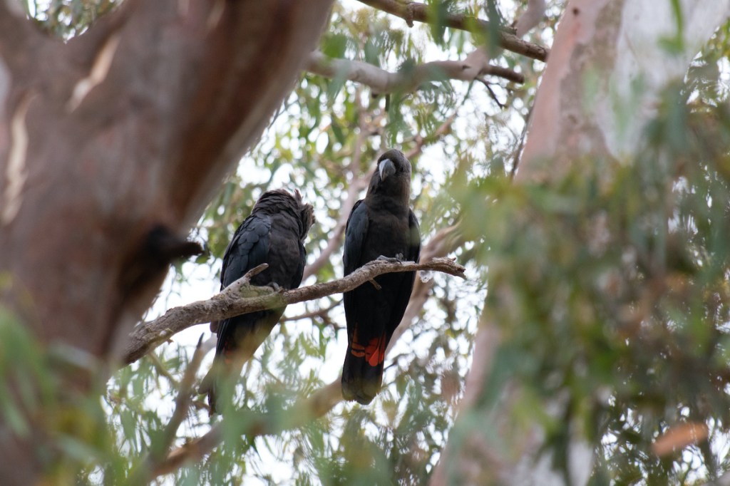 Thumbnail for SA tree haven to lure endangered cockatoos