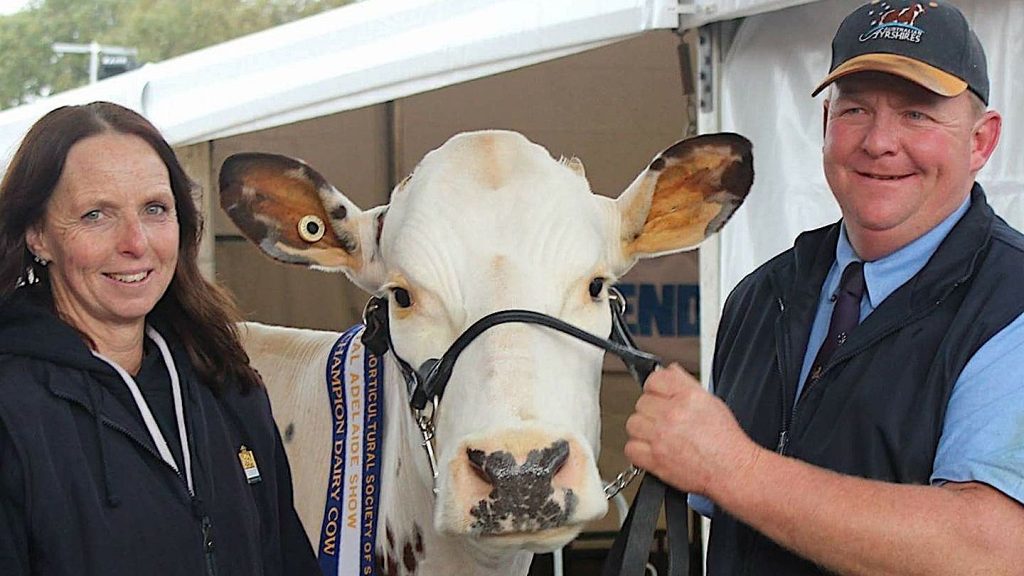 Thumbnail for Showtime: A dairy cow breeder remembers Royal Shows past