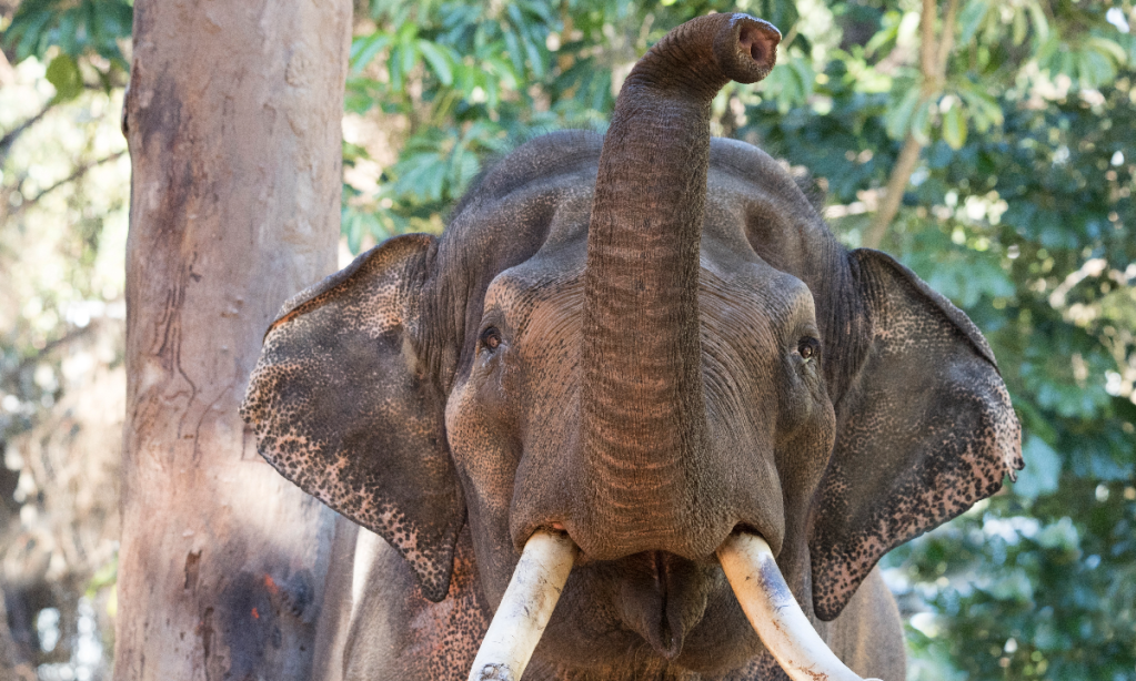 Thumbnail for Donation stampede helps secure Monarto elephants