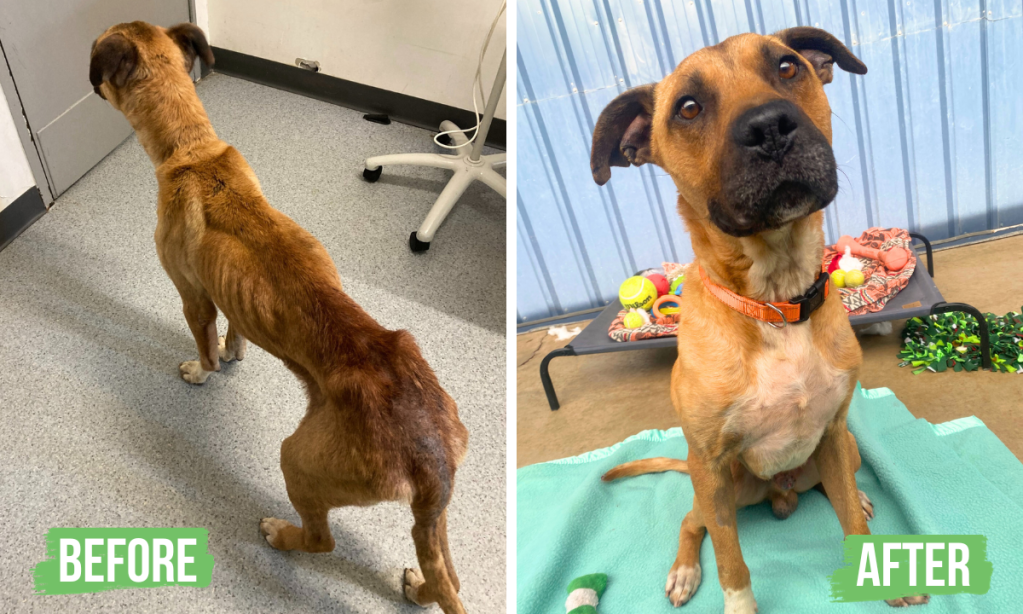 Woozy when he first arrived at RSPCA SA and later on the road to recovery
