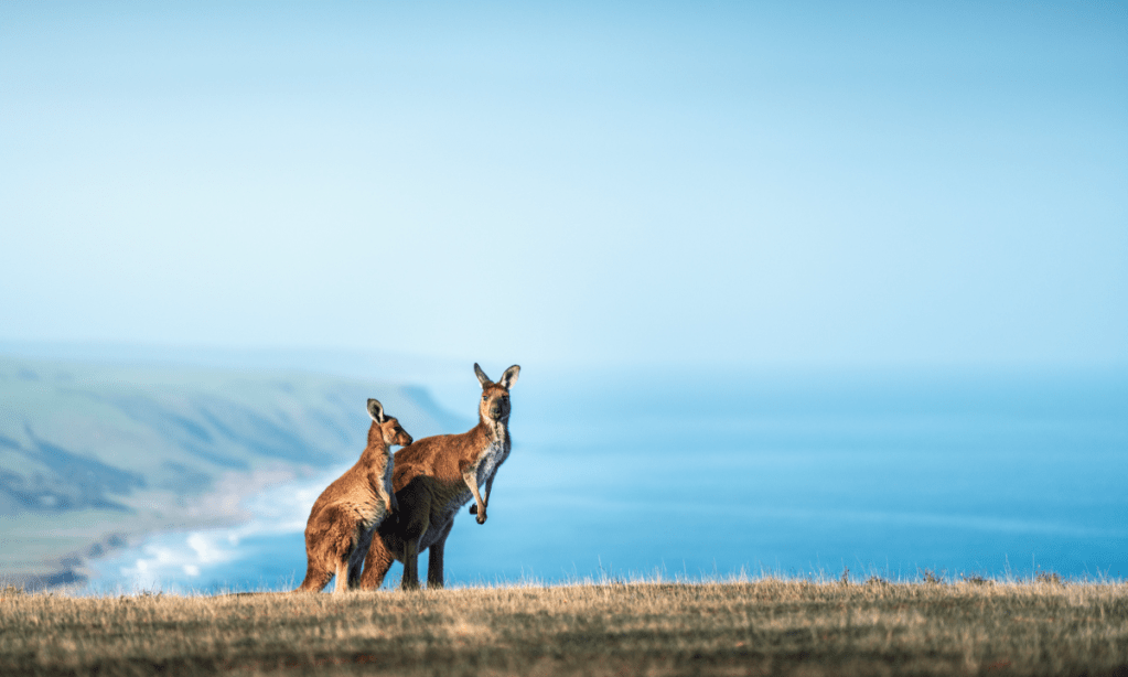 Kangaroos on Kangaroo Island. Photo: South Australian Tourism Commission/supplied