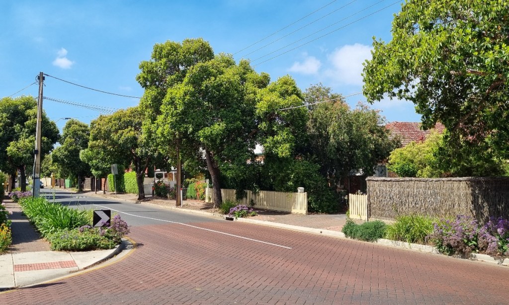 Trees lining a street in the City of Unley. The council area has struggled with dwindling tree canopy. Photo: Thomas Kelsall/InDaily
