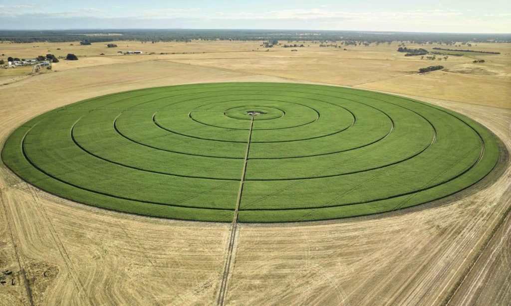 A hemp crop in the South East of South Australia. Image: Vircura