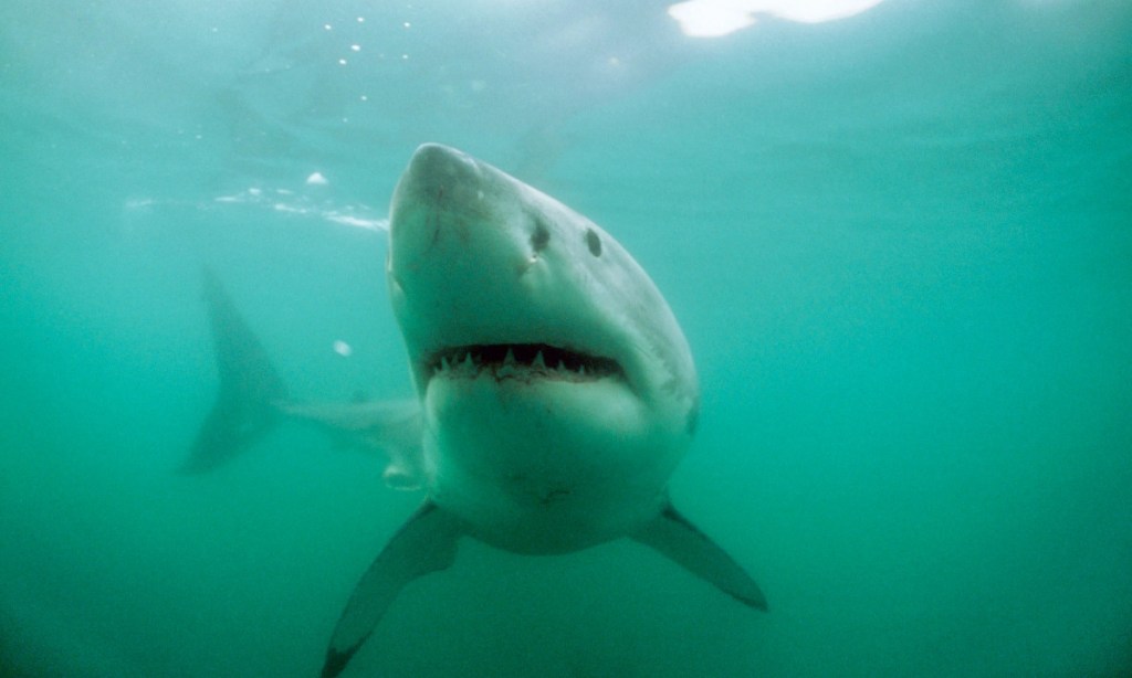 Thumbnail for Shark tracking call after SA attacks