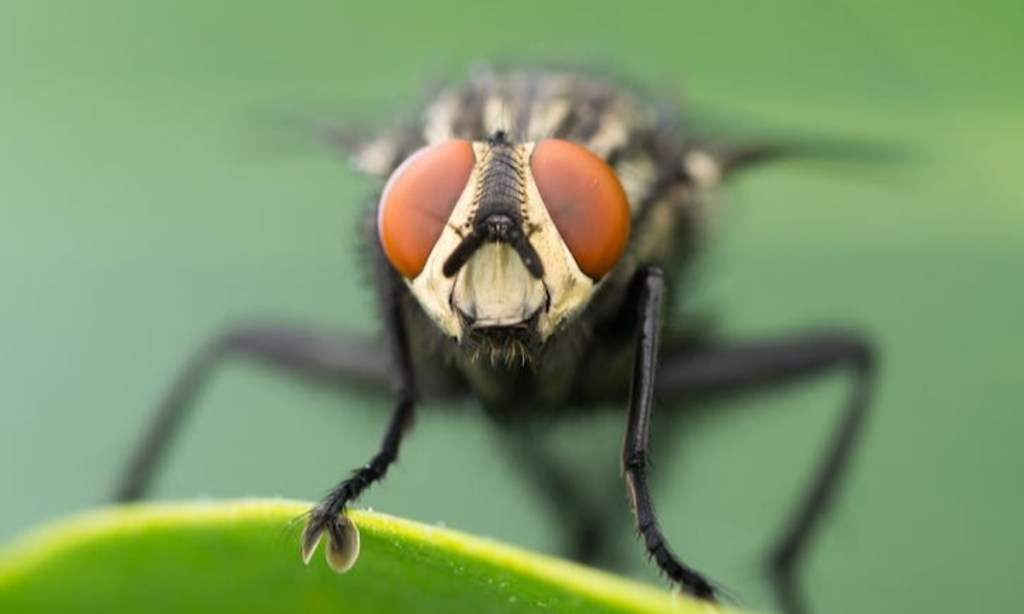 Thumbnail for Fly season: what to know about Australia’s most common flies and how to keep them away