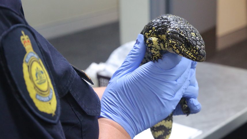 Thumbnail for SA lizards, wildlife targeted by traffickers