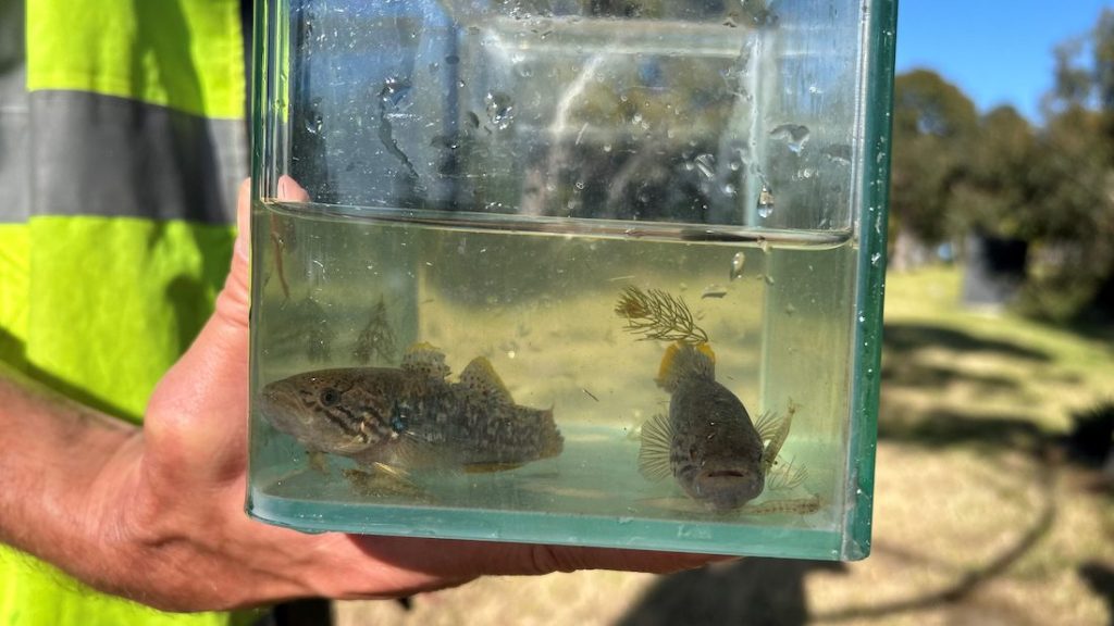Thumbnail for Fish once believed extinct return to Torrens after 100 years