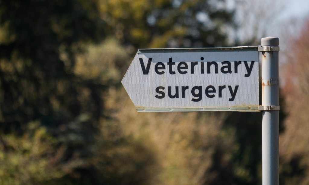Thumbnail for Mystery illness hits dogs across US