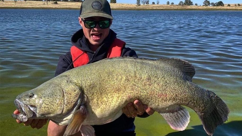 Thumbnail for It’s a whopper: giant Murray cod in SA reservoirs