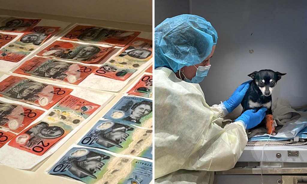 Thumbnail for Vets wash money as virus threatens dogs on Lefevre Peninsula