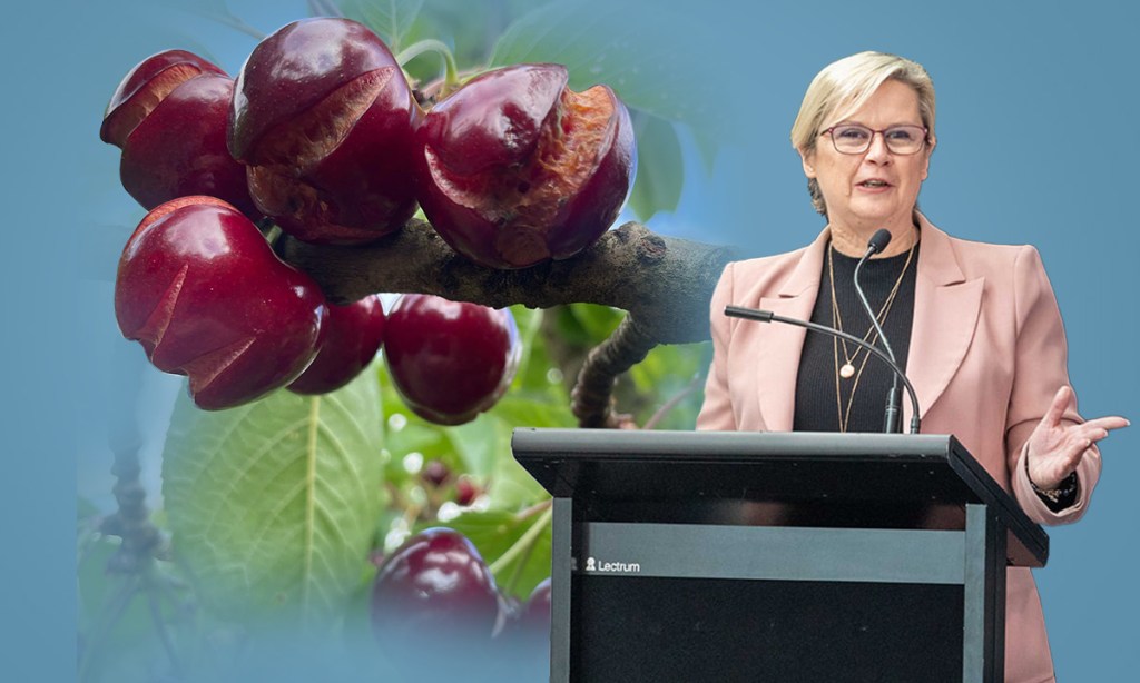Thumbnail for Call to rally around SA growers as heavy rain hits cherries hardest