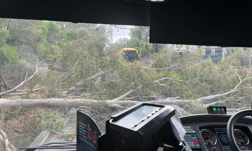A fallen tree has halted buses on the O-Bahn this morning in both directions. Photo: InDaily.