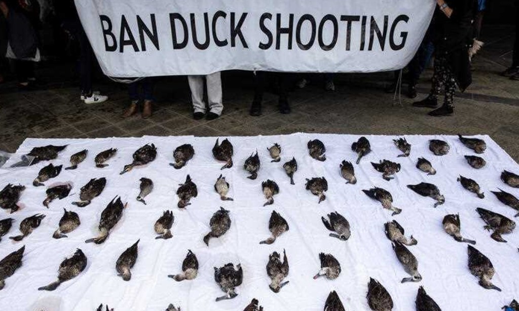 Thumbnail for Opponents shoot down duck hunting report as ‘failure’