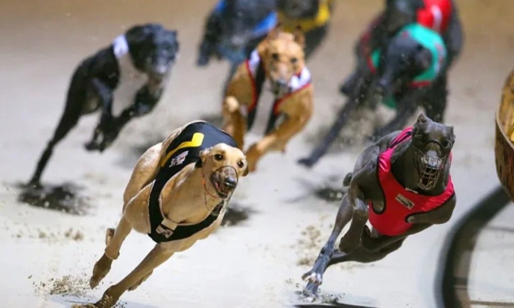 Thumbnail for Premier puts greyhound industry on tight leash