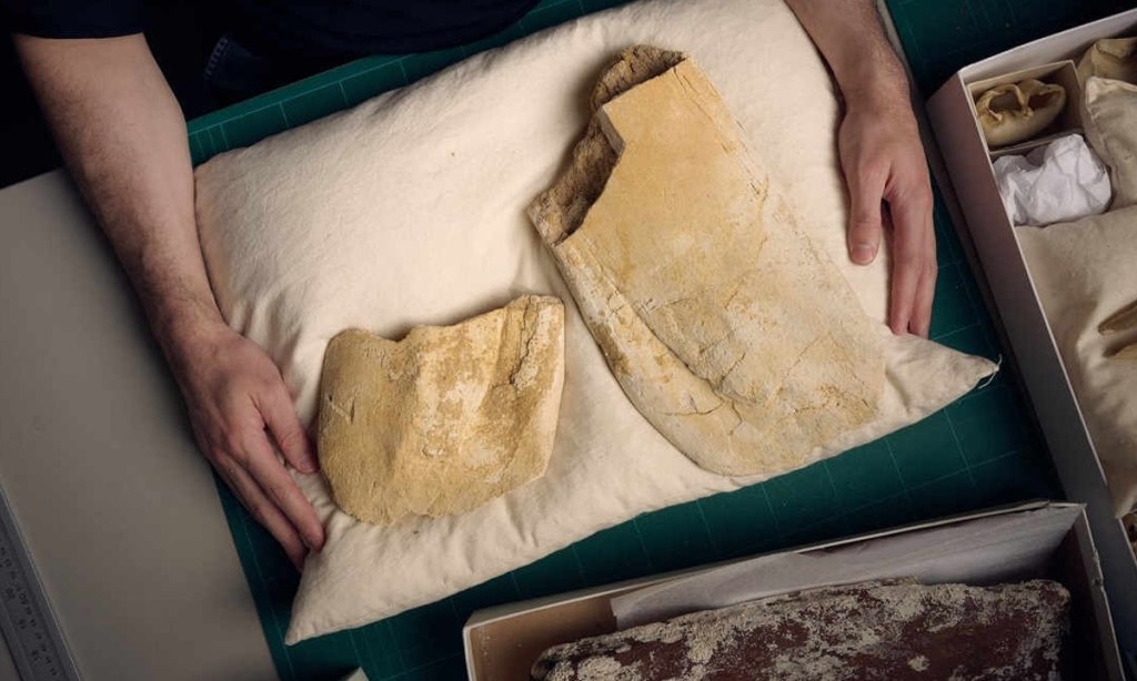 Thumbnail for Oldest large baleen whale fossil found in South Australia