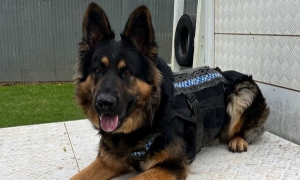 SA Police Dog Chaos. Photo: SAPOL