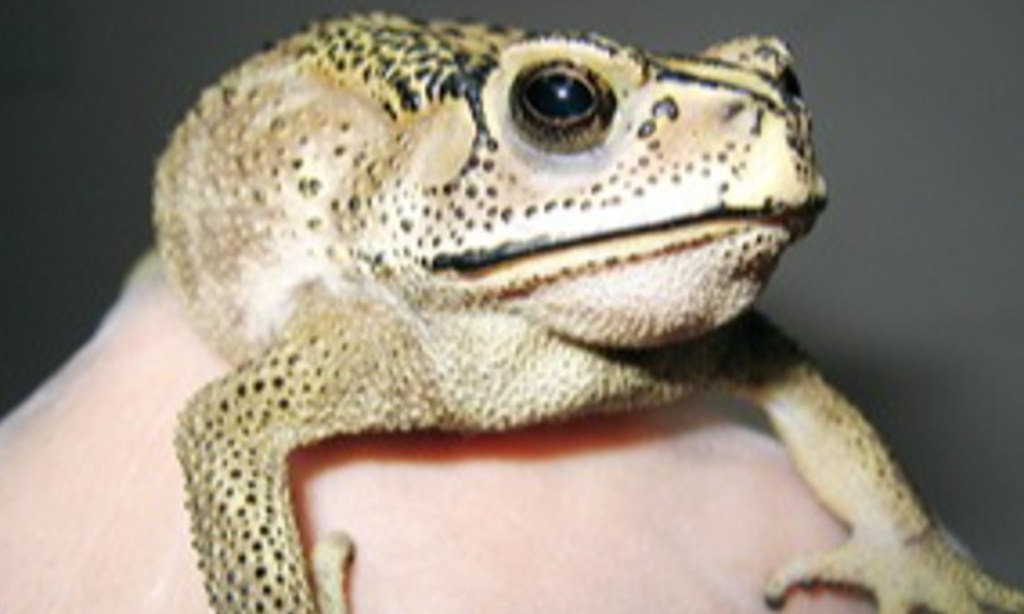 Thumbnail for Toxic toad discovery sparks Victoria alert