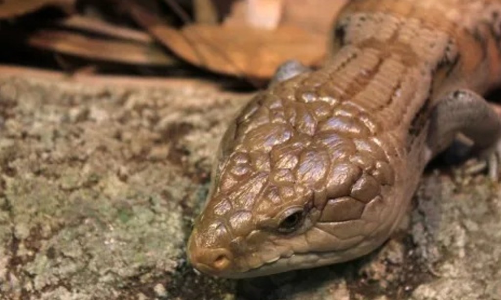 Thumbnail for ‘Cold-blooded’ lizard smuggling ring busted