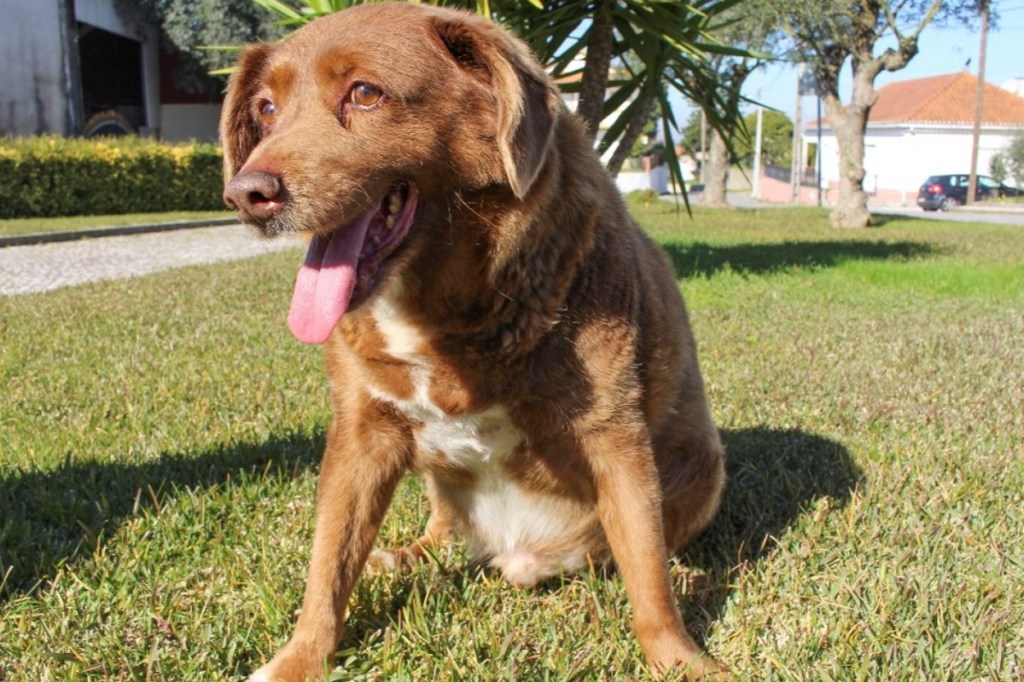 Guinness World Records has pulled the 'World's Oldest Dog' title it had awarded to Bobi in the belief it was more than 31 years old despite its breed usually living less than half that age. Photo: Reuters