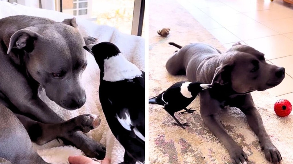 Thumbnail for Magpie who befriended pet surrendered to authorities