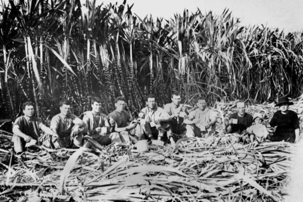 Thumbnail for Who invented the flat white? Italian sugar farmers from Queensland likely played a big role