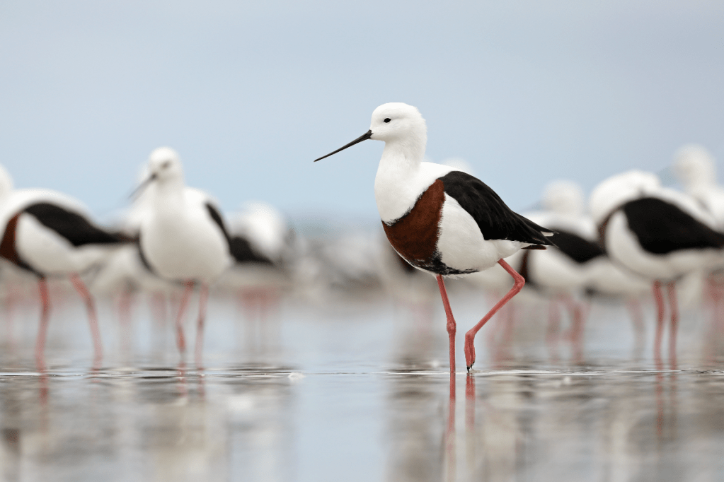 Thumbnail for ‘Mind-boggling’ funding for SA shorebird and wetlands project