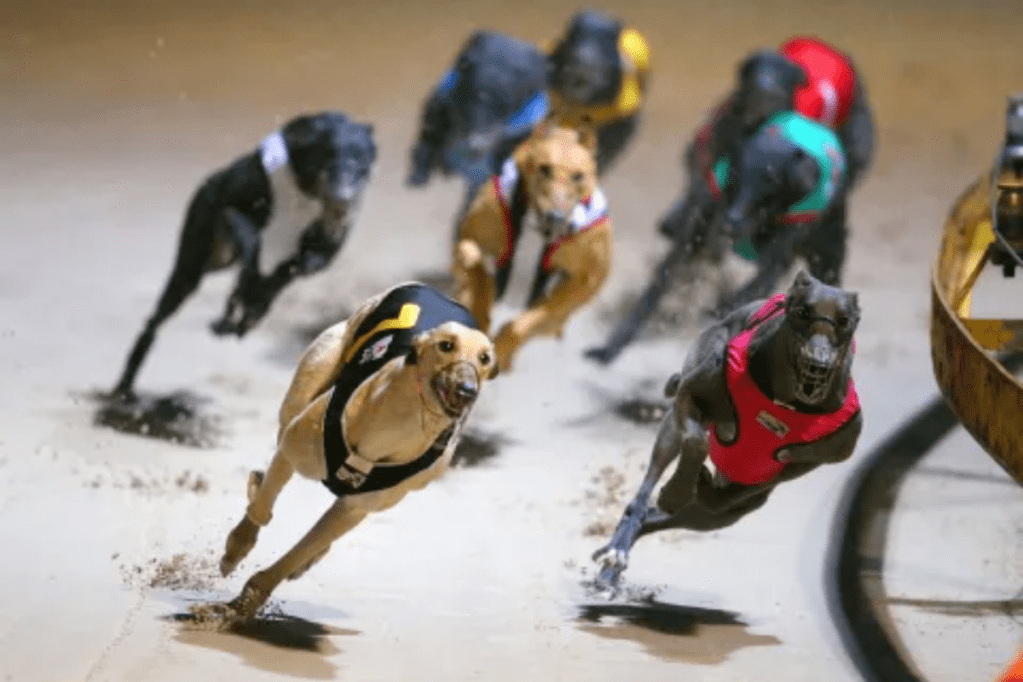 Thumbnail for Greyhound racing boss quits over damning report