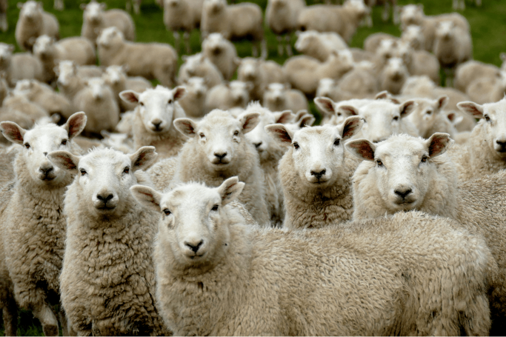 Thumbnail for Rising livestock prices behind agricultural growth