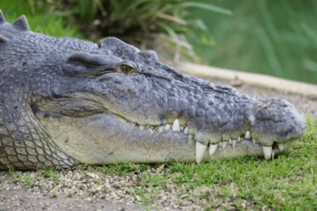 Thumbnail for Crocodiles in hunters’ sights under Queensland plan