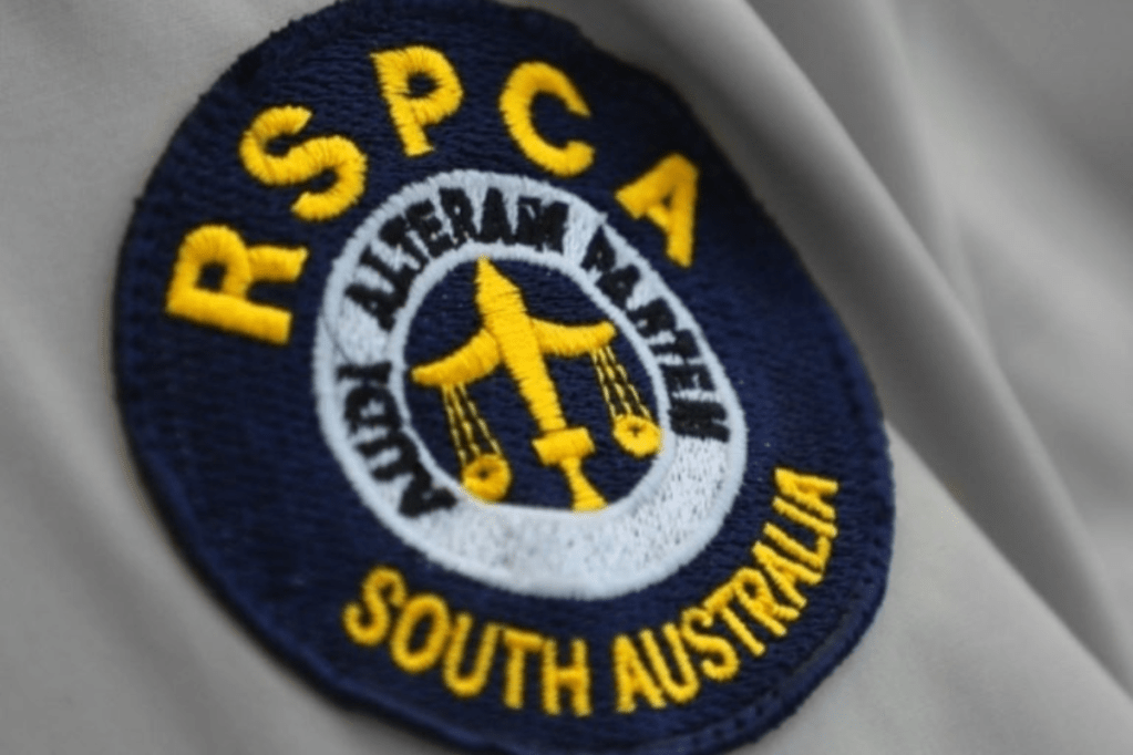Thumbnail for Animal welfare changes close the gap between law and reality