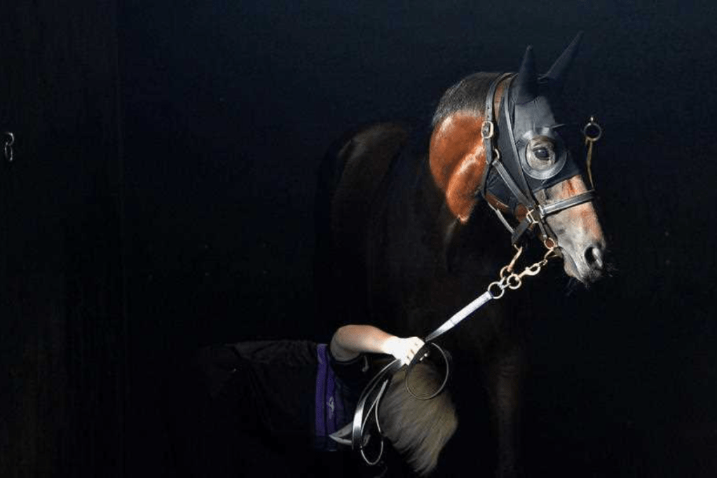 Thumbnail for Champion racehorse Winx to star in feature film