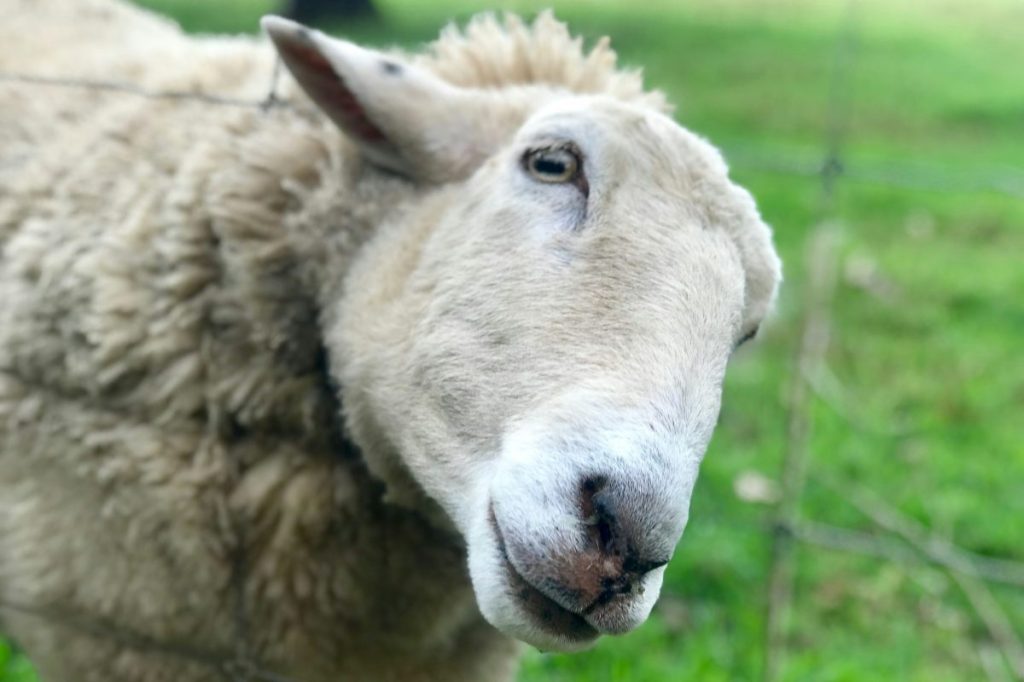 Thumbnail for Your vote could be the decider in AgTown of the Year