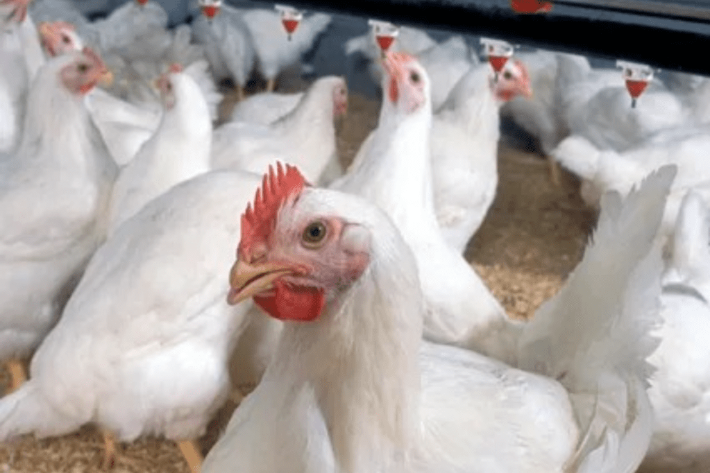 Thumbnail for Bird flu spreads to sixth Victorian farm