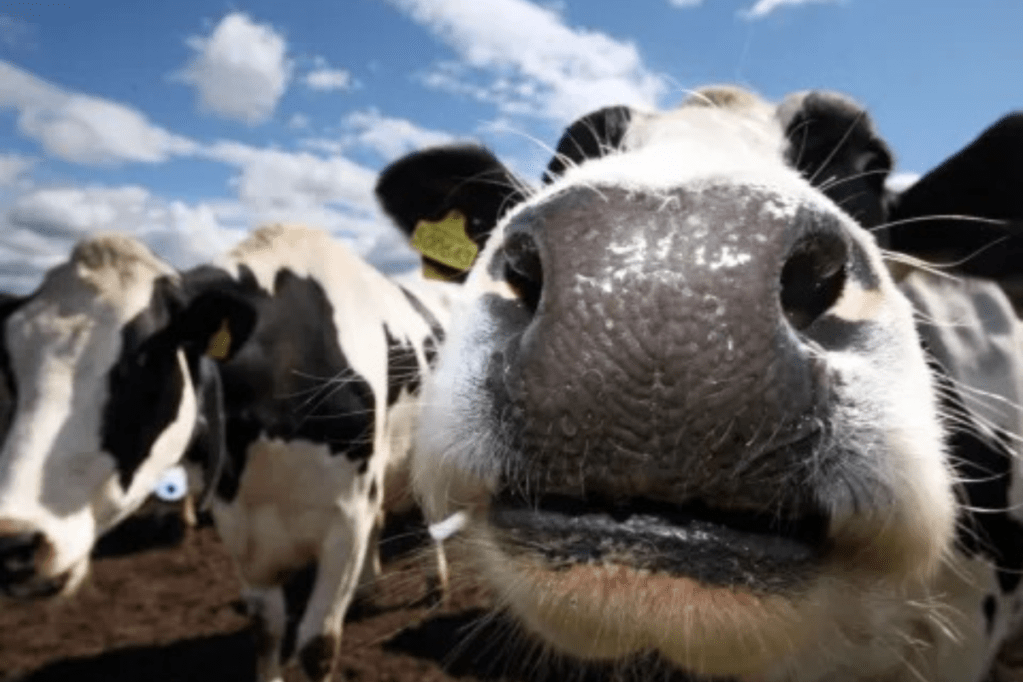 Thumbnail for ‘Methane tax’ for livestock farmers