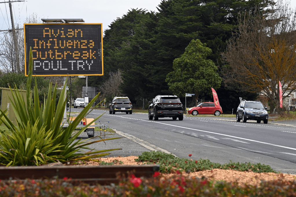 Thumbnail for Bird flu outbreak spreads